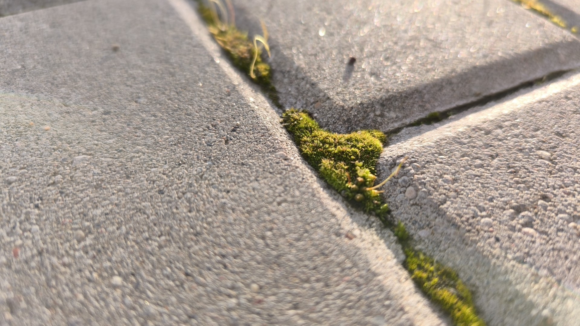 Up close image of moss growing inbetween the paving slabs on a sidewalk